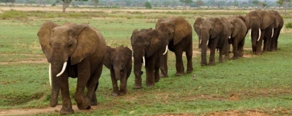 3 Days Mikumi Safari