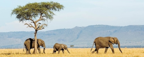 3 Day Mikumi & Udzungwa  Safari