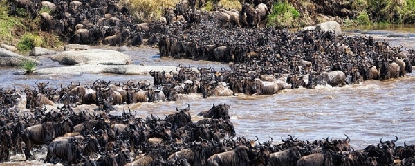8 Day Serengeti Migration Safari
