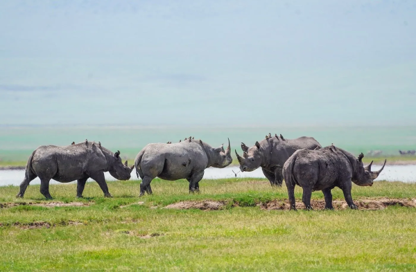 8 Days Tanzania Luxury Safari