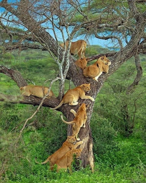 7 Days Tanzania Safari