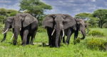 Tanzania Unveils Mamire Gate, Opening a New Safari Route to Tarangire National Park