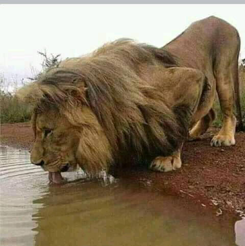 8 Days : Tanzania Budget Safari