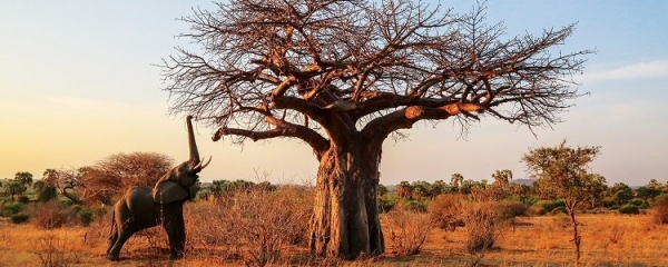 6 Days : Ruaha National Park Safari