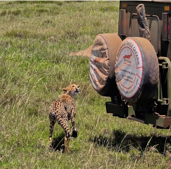 3 Days Serengeti Safari (Residents Only)