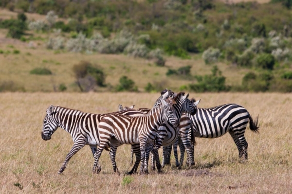 5 Days, 4 Nights Tanzania Safari