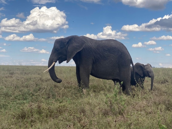 5 Days Explore Ruaha National Park