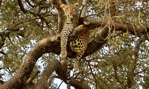5 Days Tanzania Northern Safari