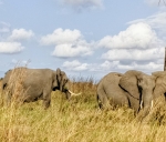 Northern Tanzania Big Five Escape – 3 Days Safari