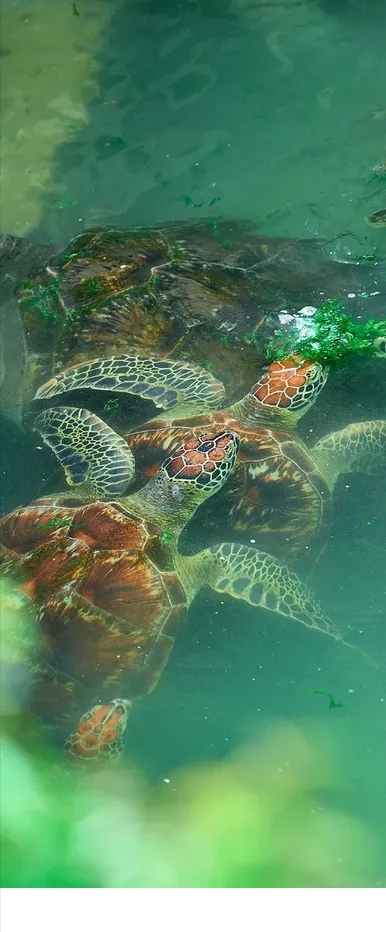 🌿 Zanzibar City, Spice Farm & Jozani Forest Tour