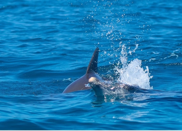 🐬 Kizimkazi Dolphin & Talatois Full-Day Tour – Zanzibar