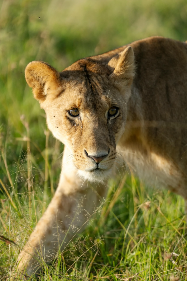 5 Days Camping Safari