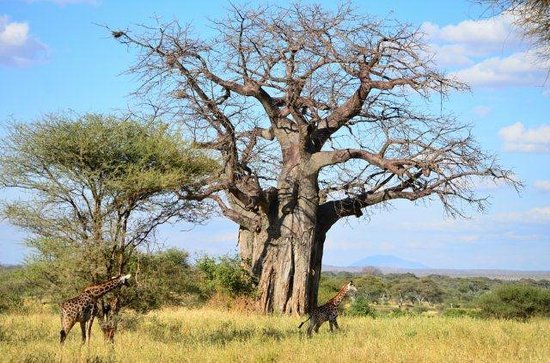 5 Days to Tanzania’s Leading National Parks, Materuni & Chemka Hot Springs