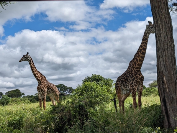 3-Day Northern Tanzania Safari