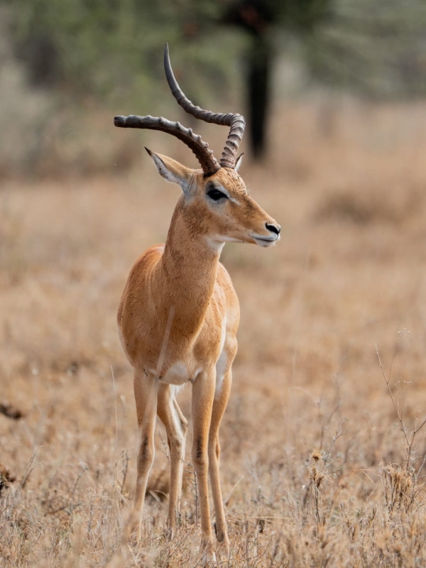 5 Days Tanzania Safari