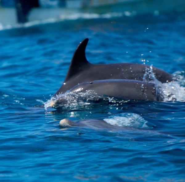 💙 Wilderness & Blues Together 11 Nights / 12 Days – Tanzania Safari & Zanzibar Ocean Escape