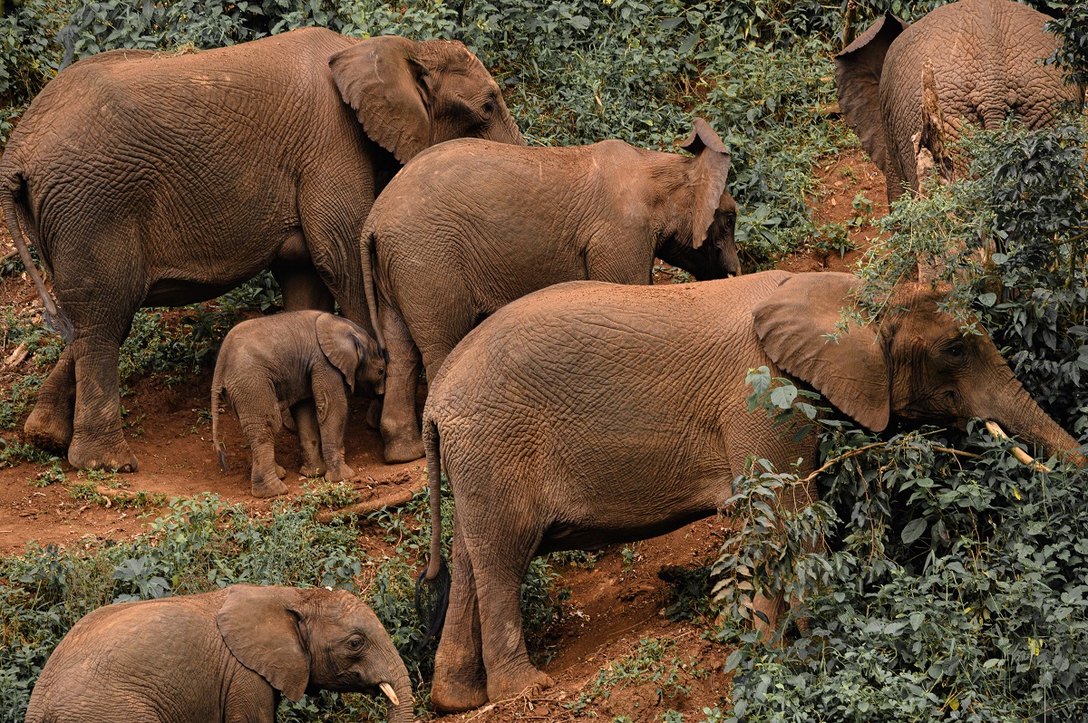 Endorro Elephant Caves