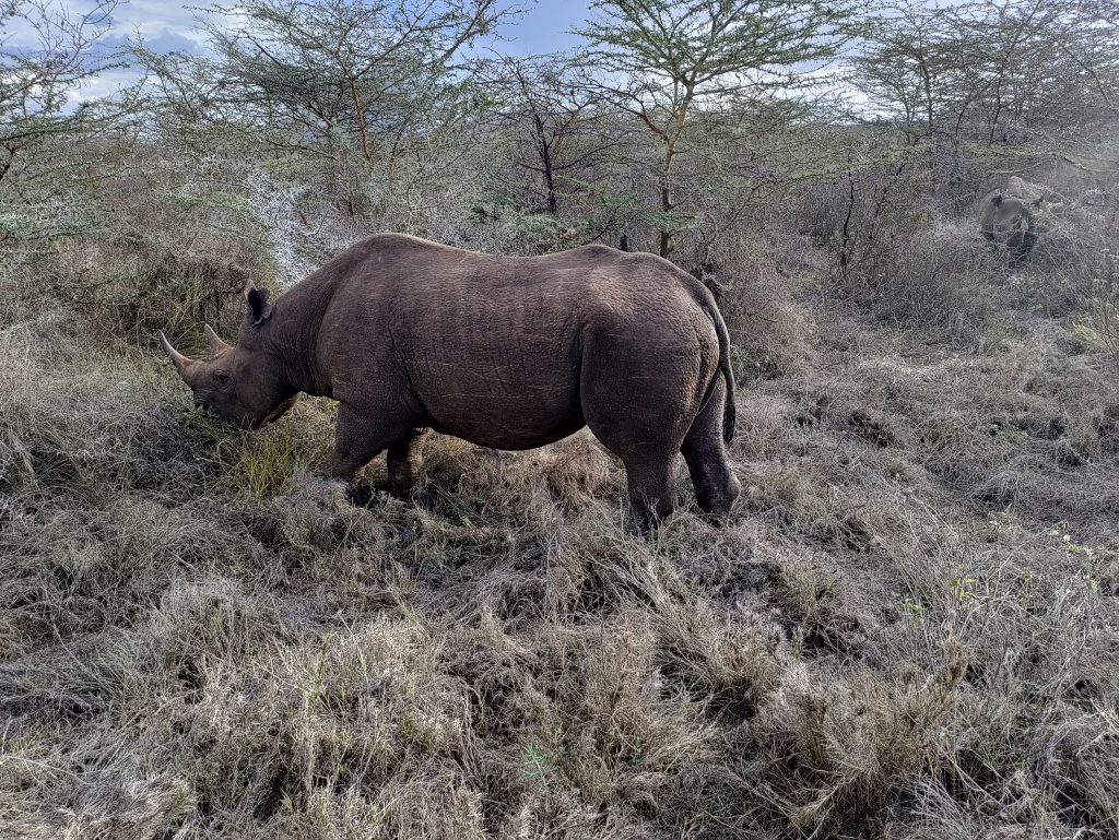 Mkomazi National Park: