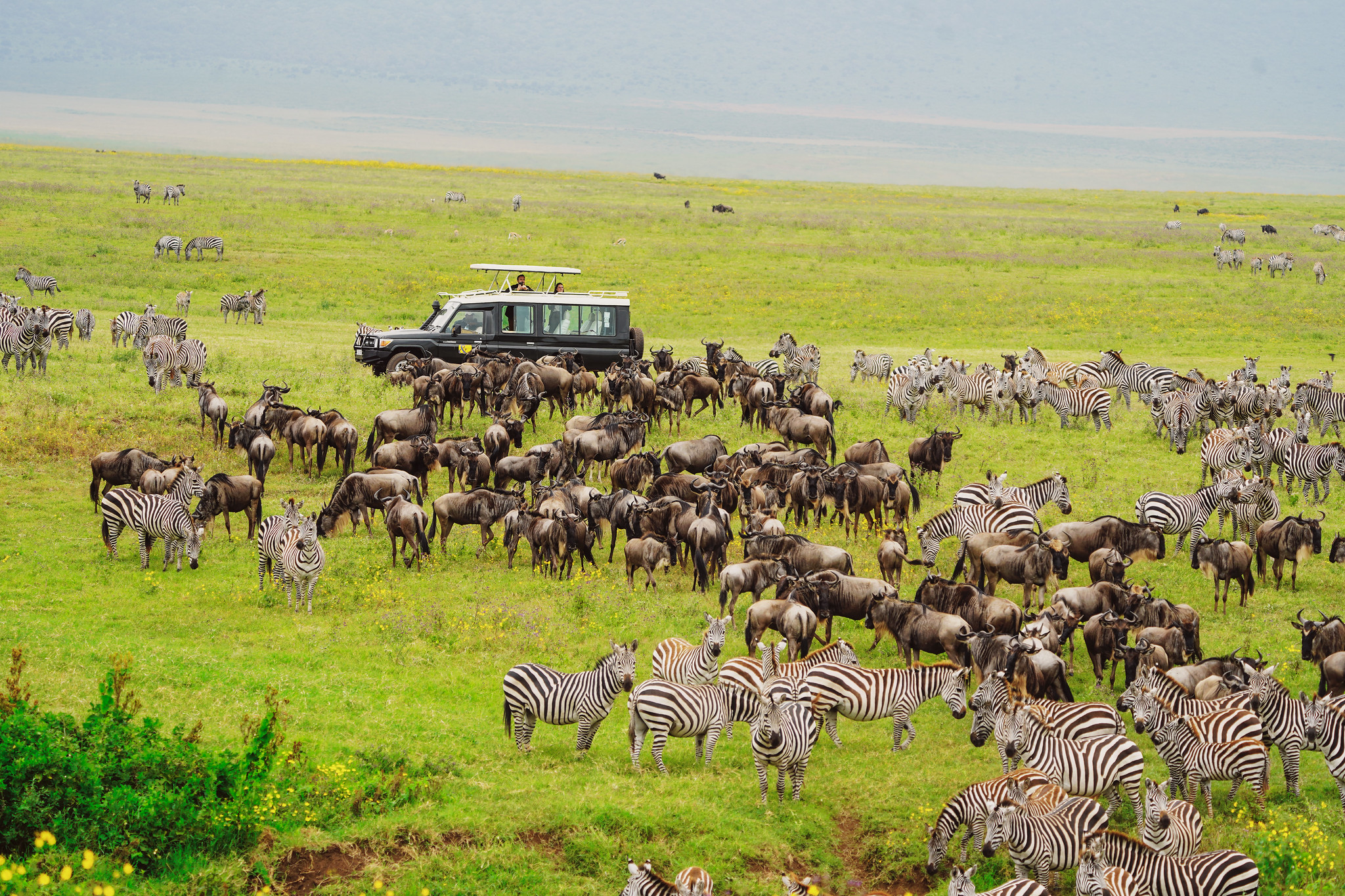 Safari Packages