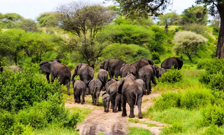 Tanzania Celebrates World Wildlife Day 2026