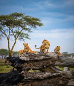 3-DAY FLYING SAFARI SERENGETI & NGORONGORO TENTED LODGE