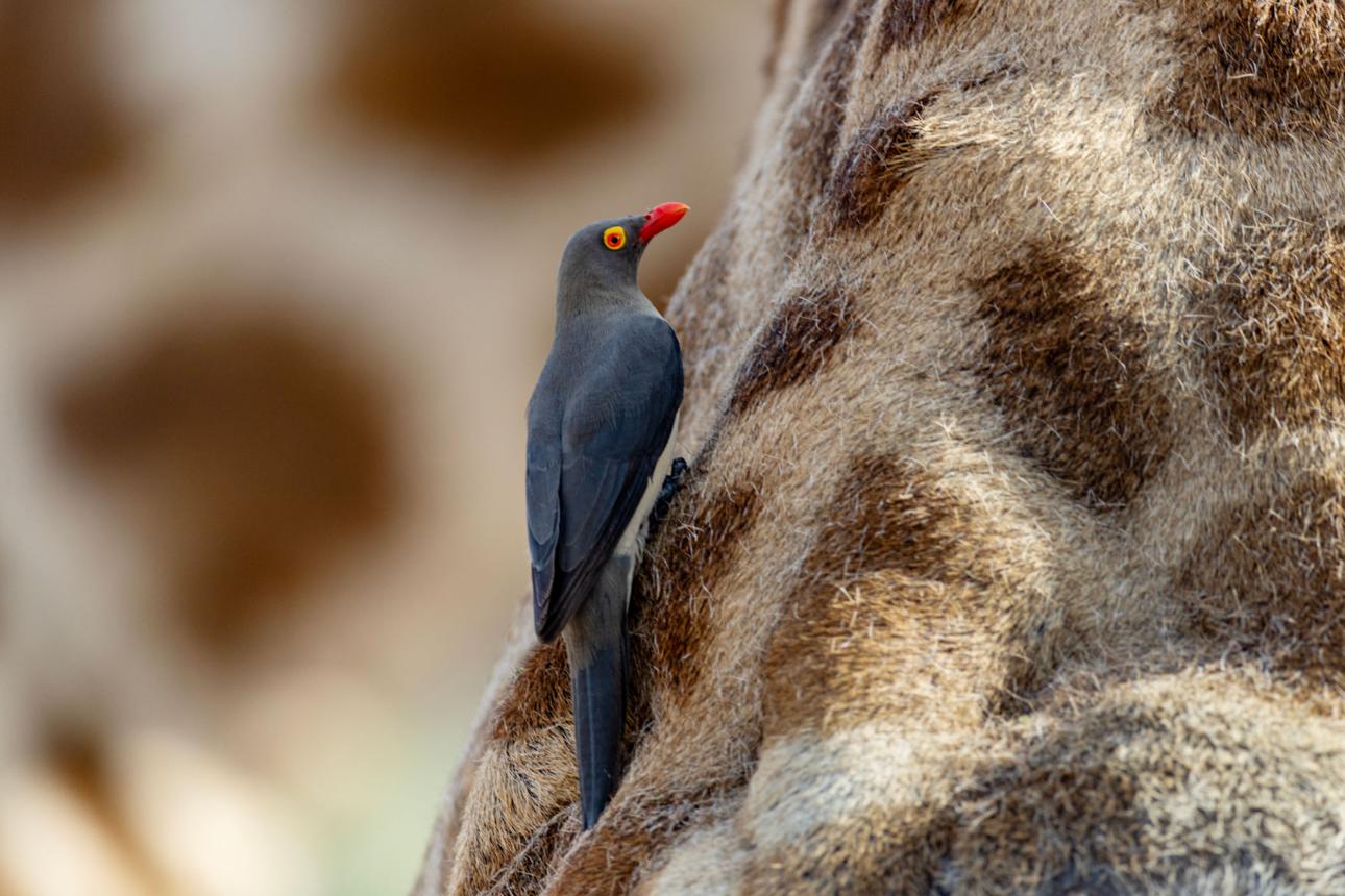 Nature’s Perfect Partnership