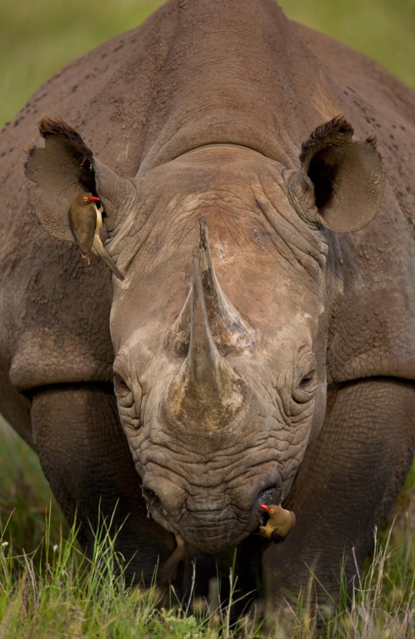 1-Day Tarangire National Park Day Trip (Joining Group)