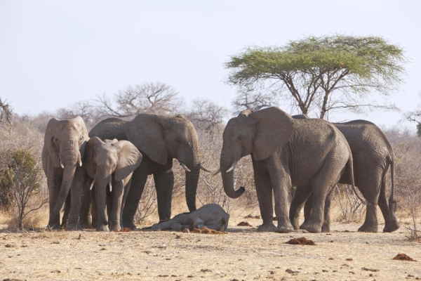 Do Animals Mourn? Tanzania’s Wildlife Reveals a Hidden Emotional World