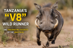 🐗 Tanzania’s “V8” Wild Runner: The Fascinating Secrets of the Warthog