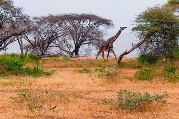5 Days Tarangire, Ngorongoro & Serengeti