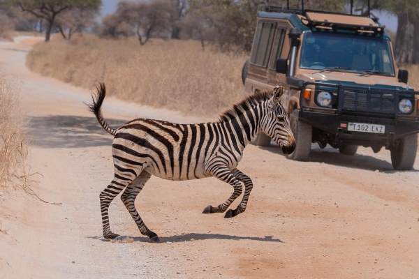 2 Day Tanzania Safari from Zanzibar