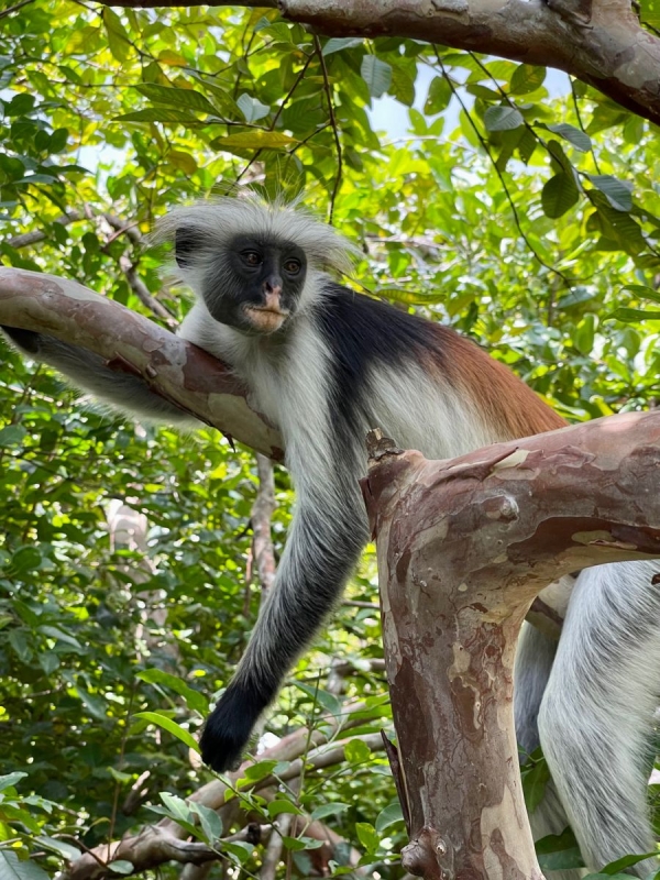 JOZANI FOREST RESERVE