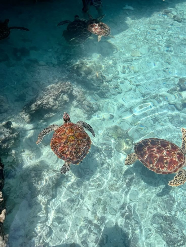 NATURAL AQUARIUM TOUR